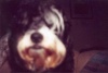Chewy
