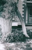 Close up of the Whalebone Tree!